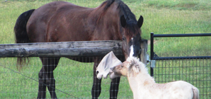 haven rescue beauty adopt equine farm inc