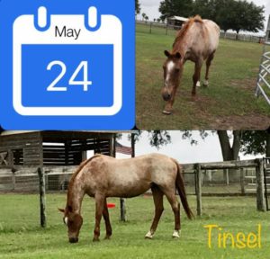 Tinsel Before and After