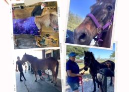 Rescue horses at Beauty's Haven getting hoof care