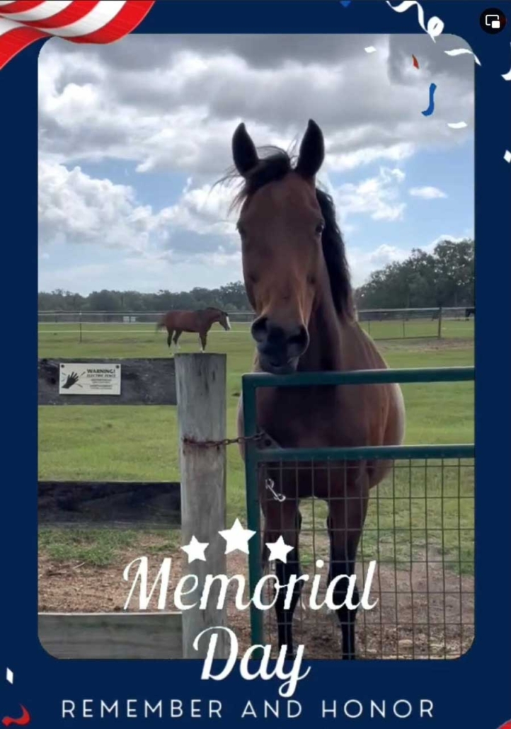 Photo of bay horse with a Memorial Day frame and theme.