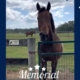 Photo of bay horse with a Memorial Day frame and theme.