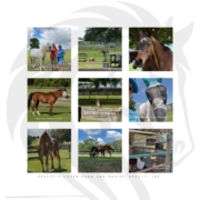Photo collage of senior horses that were evaluated by Dr. Dianne McFarlane.