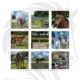 Photo collage of senior horses that were evaluated by Dr. Dianne McFarlane.