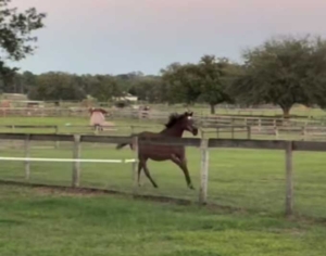 Horse running free in a fenced field.