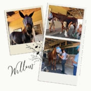 2026_0821-Willow-web